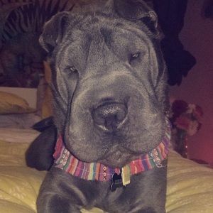 Meet your Posher, Carlos